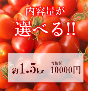 ミニトマト1.5kg