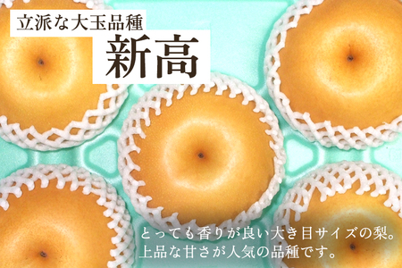 【2026年先行予約】和梨 新高 3kg（5～6玉）《10月上旬から順次発送》 果物 なし にいたか 梨 フルーツ 新鮮 ジューシー 産地 加茂市 樋口農園