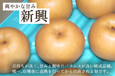 【2026年先行予約】和梨 新興 3kg（5～8玉）《10月下旬から順次発送》 果物 なし しんこう 梨 フルーツ 新鮮 ジューシー 産地 加茂市 樋口農園