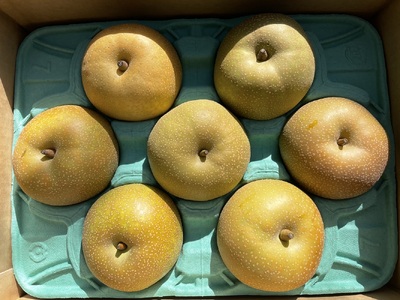和梨（幸水または南水）２.５ｋｇ　ご家庭用　0012-2611