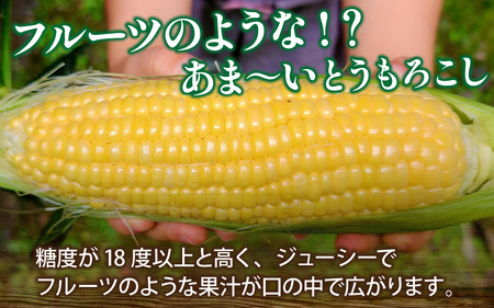【先行予約】永平寺町産朝採れフルーツスイートコーン厳選　高糖度【2026年7月より順次発送】永平寺町 野菜 旬 お取り寄せ とうもろこし トウモロコシ コーン 味来９０ ピクニックコーン[A-050001]