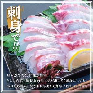 長島町特産「鯛王」 フィレ 半身 4枚入り カマ付 (約1.6kg) 産地直送 新鮮 旨味が抜群の 長島町 特産品 ブランド 刺身 鯛めし 鯛茶漬け 鯛しゃぶ 鯛刺身 鮮魚 冷蔵 【JFA】jfa-7119