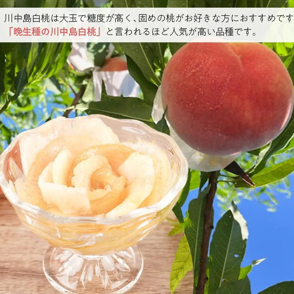 先行予約！［モモ］川中島白桃　約2kg 6～8個入［2026年7月末頃から順次発送］［秀品］こだわり農家厳選 ［KG13］桃