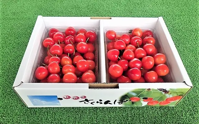さくらんぼ（佐藤錦か紅秀峰）１ｋｇ　２Ｌサイズ　0032-2602