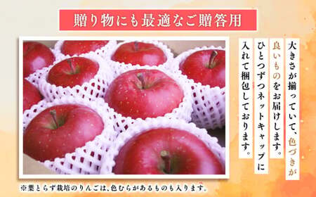 2026年産１１月～４月発送　贈答用葉とらずサンふじ3kg【青森県 平川市 そと川りんご園】１１月～４月発送 贈答 青森 青森県産 平川 葉とらず サンふじ ふじ りんご リンゴ 林檎 くだもの 果物 フルーツ 