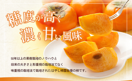 【先行予約】はやし柿園の 贈答用 富有柿 Lサイズ 14個 | 柿 富有柿 ※2026年11月中旬頃より順次発送予定