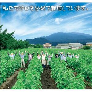 無農薬桑茶パウダー「桑茶美人」100g×3袋｜野洲市 有限会社南製茶 桑茶パウダー 健康 美容 効能 高品質 国産 100% 桑の葉 茶葉 美肌 ダイエット サポート お取り寄せ 通販 ふるさと納税｜