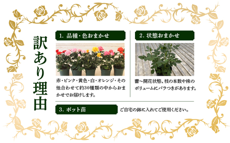 産地直送 おまかせミニバラ6鉢詰め合わせ [11月～4月 お届け] 品種おまかせのため 訳あり 訳アリ 四季咲き ミニバラ 花 家庭菜園 生産量 日本一 天皇杯 3.5号鉢 ポット苗 肥料付 ※沖縄 離島配送不可 薔薇 セントラルローズ