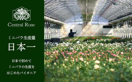 【定期便】全6回 産地直送 大輪系 ミニバラ鉢植 ウェルター 1鉢 × 6回 [お届け月固定] 種類おまかせ 特別 四季咲き バラ 花 ガーデニング 生産量 日本一 天皇杯 ※沖縄 離島配送不可 薔薇 セントラルローズ