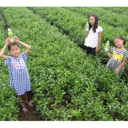 深蒸し日坂茶ペットボトル500ml×24本【配送不可地域：離島・沖縄県】【1114830】