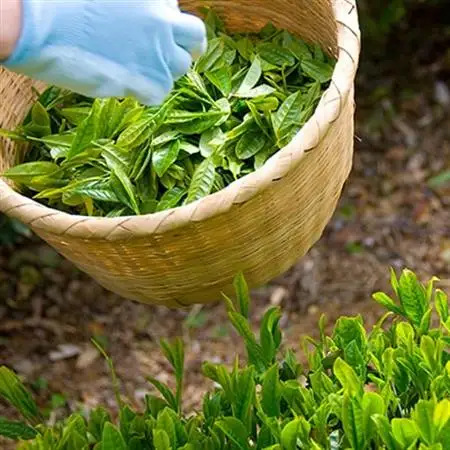 手摘み 深蒸し掛川茶 天心 100g×3缶セット 箱入包装【配送不可地域：離島・沖縄県】【1619234】