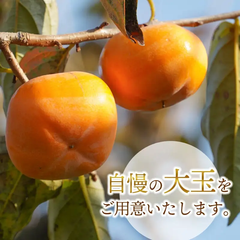 【令和8年産先行予約】にこにこふぁーむのあまーい庄内柿　大玉ピカピカ特選　2L×6個（化粧箱入り）　糖度16度以上　K-843