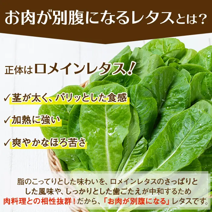 《先行予約受付中！2026年9月以降順次発送》お肉が別腹になるレタス 計600g (200g×3袋) 国産 九州産 鹿児島県産 湧水町産 野菜 やさい レタス ロメインレタス 焼肉 焼き肉 バーベキュー BBQ 冷しゃぶ サラダ 水耕栽培【霧島製萌】_y470