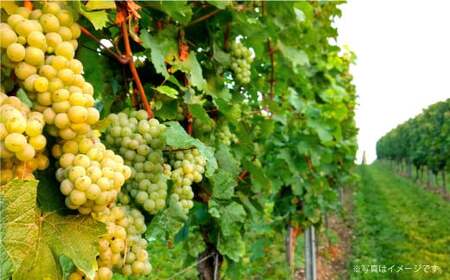 鶴沼収穫ワイン 【ミュラー・トゥルガウ】 白ワイン 2本セット 計1500ml（750ml×2本） アルコール 11.5％-12.5％ お酒 酒 ワイン セット