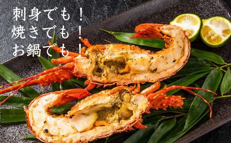【 伊勢海老 】 活伊勢海老 800g ～ 1kg