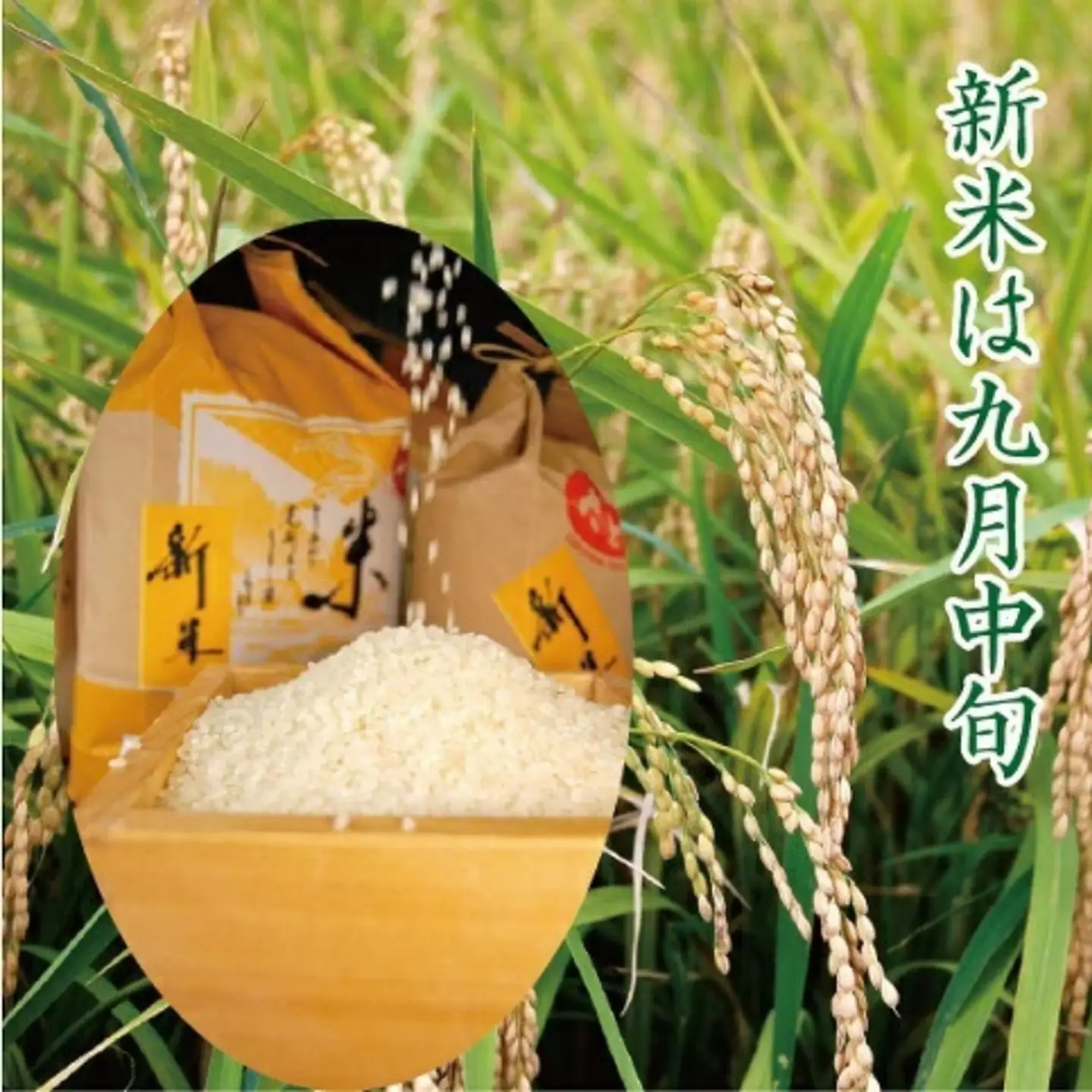 令和7年産 佐賀市 三瀬村産「コシヒカリ」5kg おこめ 白米：B170-025