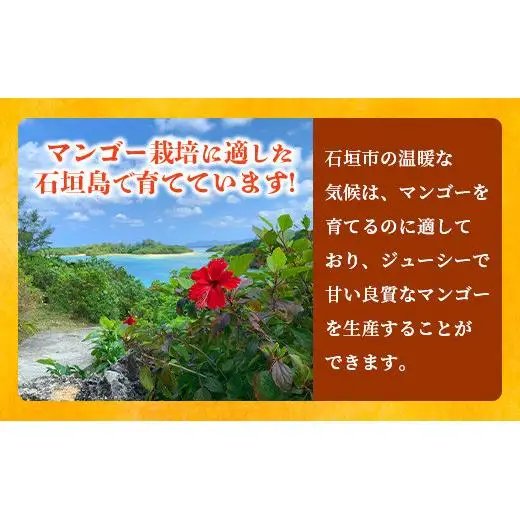 【先行予約】3Lサイズ 石垣島マンゴー 3玉入り　TF-28_R8