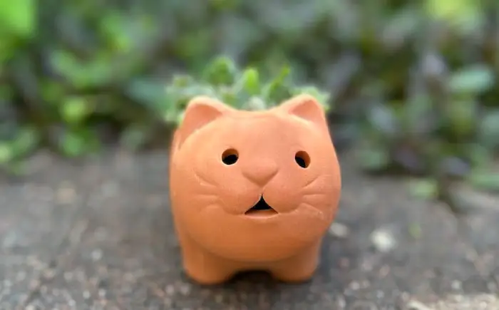 多肉植物 寄せ植え ねこ型 多肉植物 BLAW007