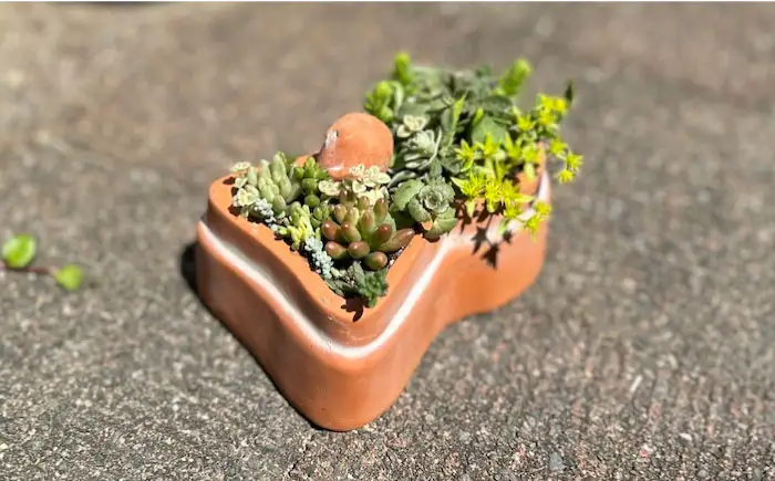 多肉植物 寄せ植え 前方後円墳型 多肉植物 BLAW008