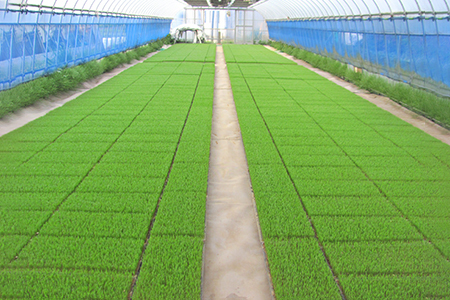 低農薬栽培 コシヒカリ 玄米＜9kg（4.5kg×2袋）＞ | おいしい お米 コメ ご飯 お取り寄せ 贈り物 上原農場 埼玉県 杉戸町