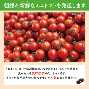 【先行予約★2026年6月～順次発送！】【人気商品】朝採れ あまっこ ミニトマト ３kg 【やさい 野菜 トマト 甘い プチトマト 新鮮 フレッシュ 産地 直送 10000円以下 茨城県 鹿嶋市 】（KAM-31）