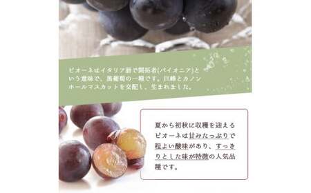 定期便 【全3回】フルーツ定期便  桃 ピオーネ ひらたねなし柿 【tkb371】