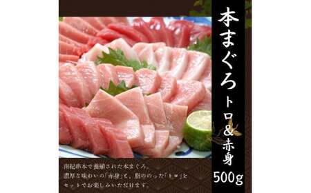 【3回定期便】お刺身定期便 王道 鰹たたき 本マグロ サーモン【tkb385-2】