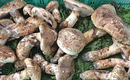 【ふるさと納税】 三田 松茸 おまかせ (等級混合約600g) まつたけ 秋の味覚 きのこ キノコ 旬の野菜 贈答品 お歳暮 新年 年末 贈り物 ギフト 食品 ギフト  ふるさと納税 ふるさと 人気 おすすめ 送料無料 兵庫県 三田市 [3d28bae460000]