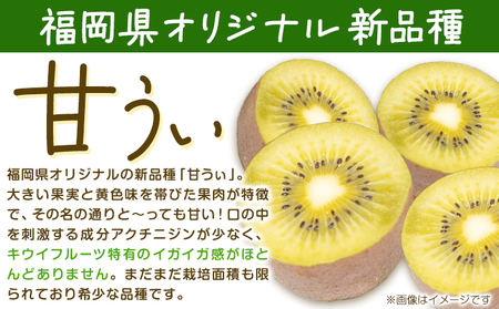 ☆2026年出荷☆ 甘うぃ 約1.4kg 9-20玉前後 《10月中旬-11月末頃出荷》福岡県 鞍手郡 鞍手町 キウイフルーツ キウイ 福岡県オリジナル 新品種 甘うぃ 果物 くだもの フルーツ【配送不可地域あり】