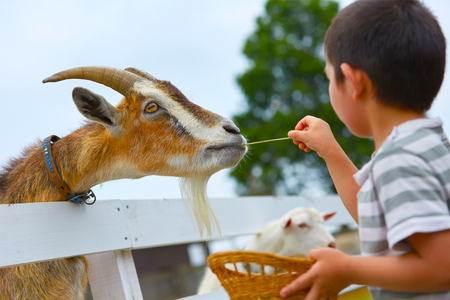 こもれび森のイバライド 入園招待券 3枚セット [1058]