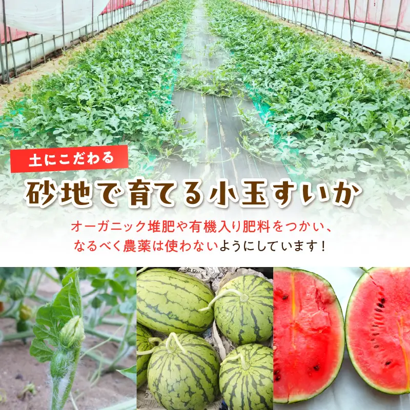【先行予約／数量限定200】にしまるスイカ 訳あり 2玉入り（露地栽培）（2026年7月中旬から発送）
