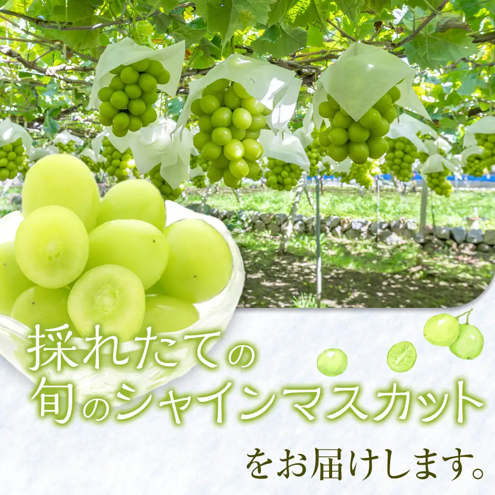 【先行予約】【 訳あり 】 シャインマスカット 350g 前後×4パック ※2026年8月下旬頃～9月下旬頃に順次発送予定【シャインマスカット 葡萄 ぶどう フルーツ 果物 鳥取県 北栄町 おすすめ 人気】