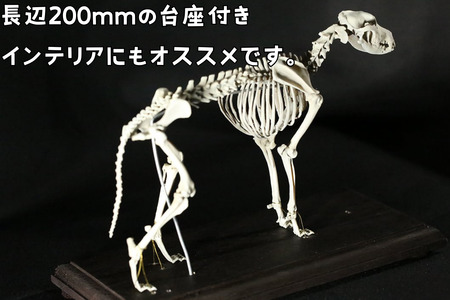 【イヌ 】 縮小 全身骨格レプリカ    /    レプリカ 標本 コレクション プラモデル 動物標本 頭骨レプリカ 犬  フィギュア インテリア 模型 動物 博物館 骨格 頭蓋骨 ミニチュア 3Dプリント 【anf003A】