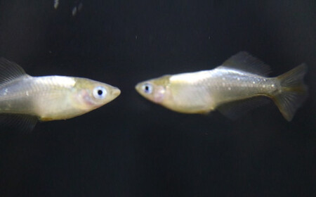 《当店作出品種》 彩鱗めだか ＜黒刀彩＞ めだか メダカ 飼育 ペット 鑑賞 魚 動物 生き物 関東  F5K-077