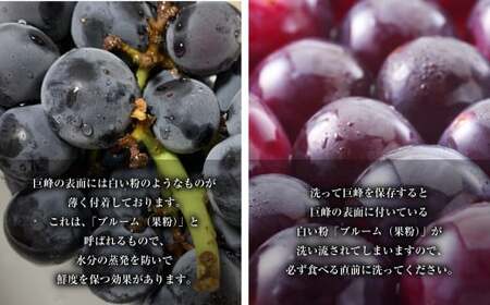 先行予約 巨峰 5パック 約1.5kg ご家庭用 ぶどう ブドウ フルーツ 果物 くだもの 【2026年7月上旬～8月下旬まで発送】