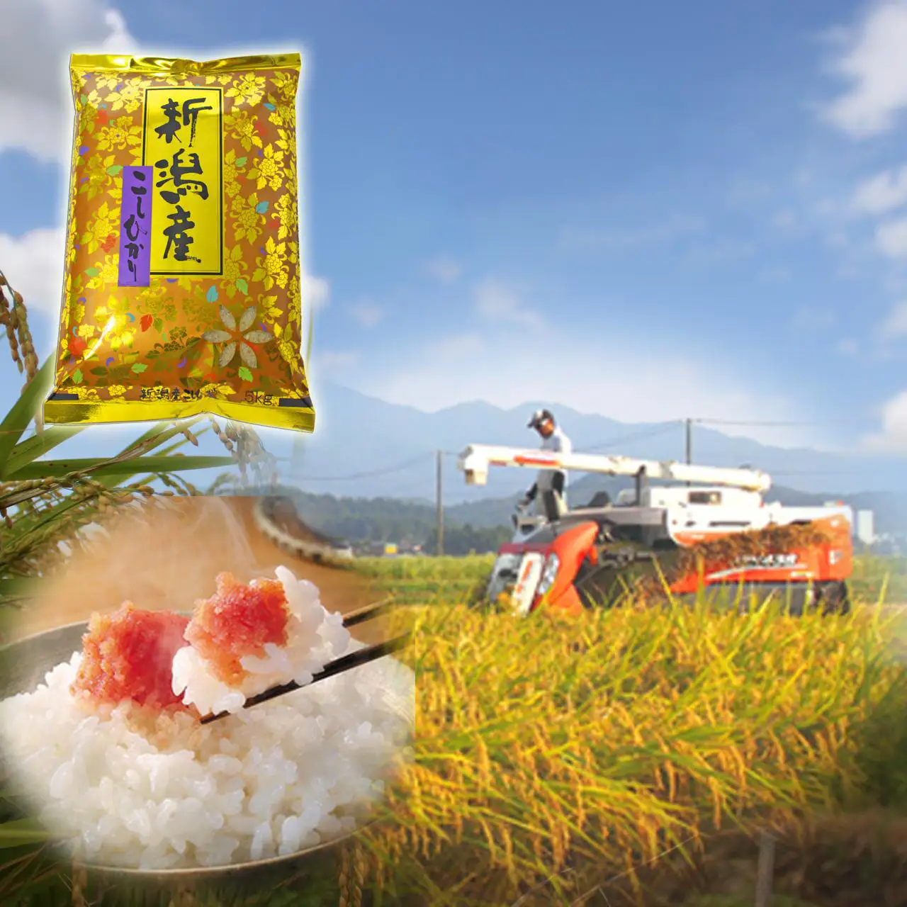 【令和7年産】【6ヶ月定期便】 当日精米! 農家直送 美味しい クラシックコシヒカリ 5kg×6回 計30kg 新潟県 米 こめ コメ 精米 白米 定期便 1F28101