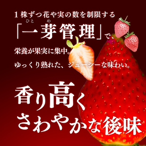 いちご　ゆめのか 250g×4パック　秀品　苺【期間・数量限定】贈答用　＜2027年1月下旬～3月下旬頃発送予定＞