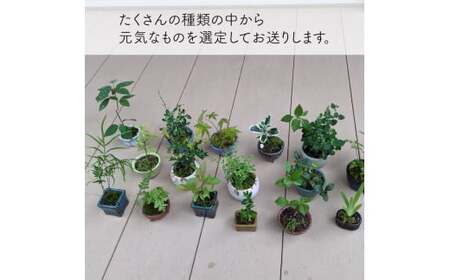 【お任せ3種】ミニ観葉植物　盆栽小鉢 テーブルプランツ 小さい プラントポット お花 緑 グリーン オシャレ 屋内 室内 癒やし
