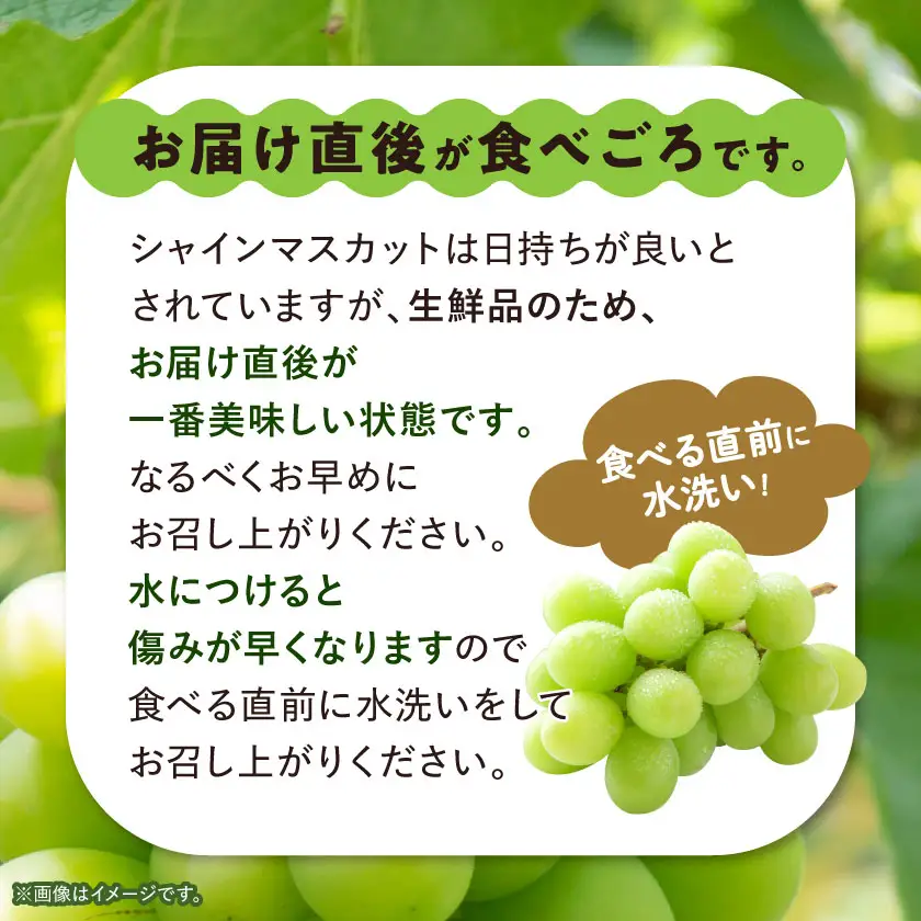 【訳あり】 池田青果のシャインマスカット2房～3房　1kg ふるさと納税【配送不可地域：離島】【1544089】