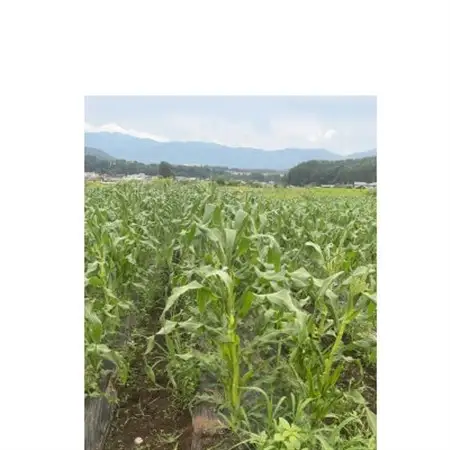【八ヶ岳産】スイートコーン　ともろこし　グラビス(黄色と白の粒が特徴)　4kg_野菜 とうもろこし  トウモロコシ_【配送不可地域：離島】【1540746】