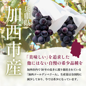 ゴールデンベリーA 約2kg 3～5房 【2026年産 予約受付】 ぶどう ブドウ 葡萄 お取り寄せ フルーツ 果物 種なし 甘い おすすめ 美味しい 選果場直送 送料無料 ギフト 贈答 兵庫県