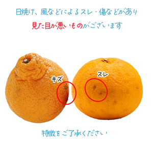  【2027年2月下旬頃から順次発送】【デコポンと同品種】家庭用 不知火 しらぬい 約5kg デコポン【TNN0033】
