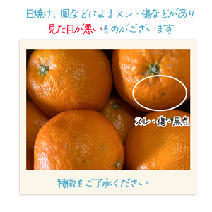 【2027年1月上旬頃から順次発送】伊予柑 いよかん 約10kg  家庭用 柑橘類 先行予約 フルーツ 柑橘類 先行予約 果物 フルーツ みかん 10kg イヨカン 宮内伊予柑 人気 おすすめ 愛媛 松山 田中農園【TNN0062】