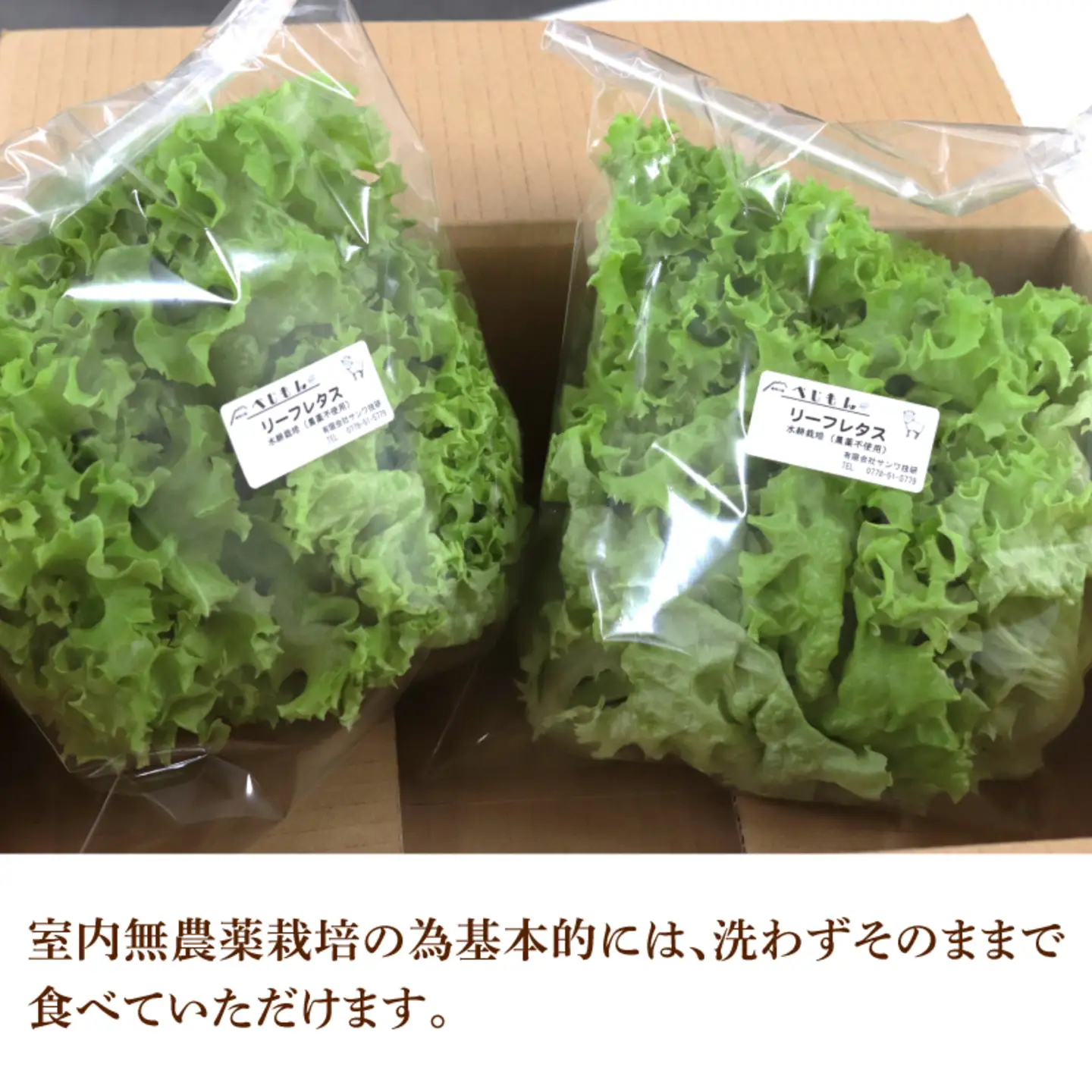 【定期便】4週連続お届け！採れたてフレッシュな無農薬リーフレタス（合計800g）
