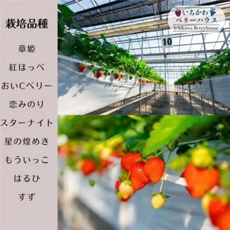 5～6品種食べ放題!いちご狩り体験2名様ご招待!【1542971】
