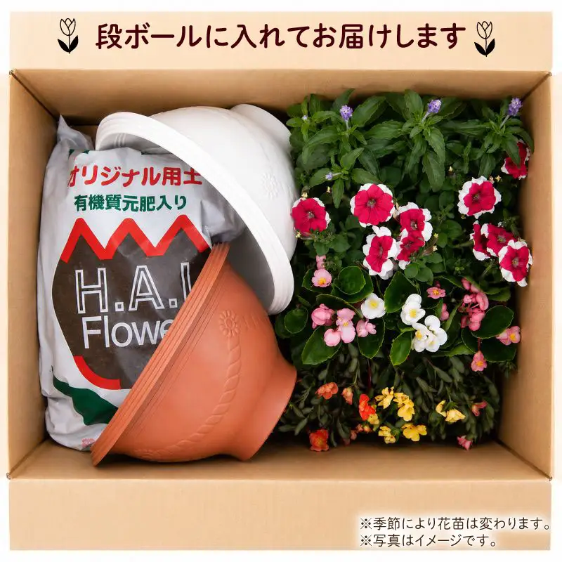 品種おまかせ 季節の花苗 12ポット 寄植え 花