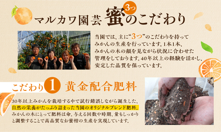 ハウスみかん 2kg L18玉 蜜ツ星 みかん