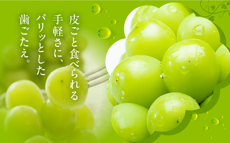 シャインマスカット 1.2kg 種なし 皮ごと ぶどう