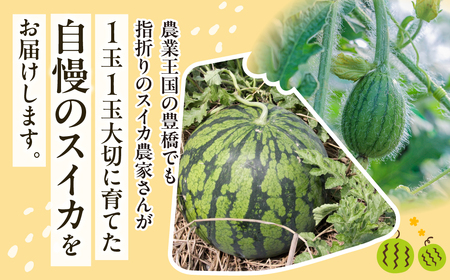 天伯スイカ 1玉 10kg 5L 糖度11 すいか
