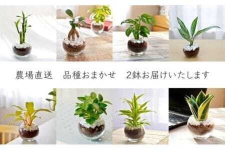 観葉植物 ハイドロカルチャー シンプルボールストーン レカトン植え　                                          